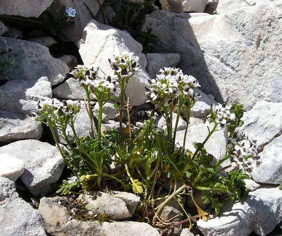 Hornungia alpina / Iberidella alpina
